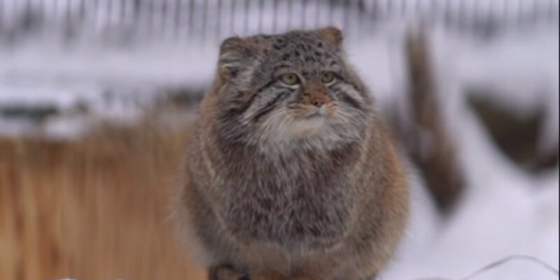 милы новосибирск