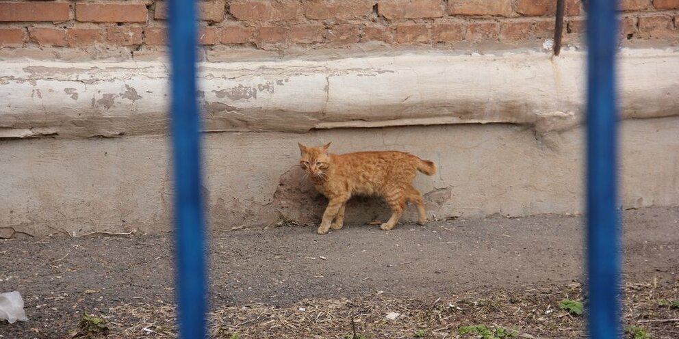 Кот заразил бешенством. Оренбургский кот. Бешенство у домашних кошек. Кошки Оренбурге.