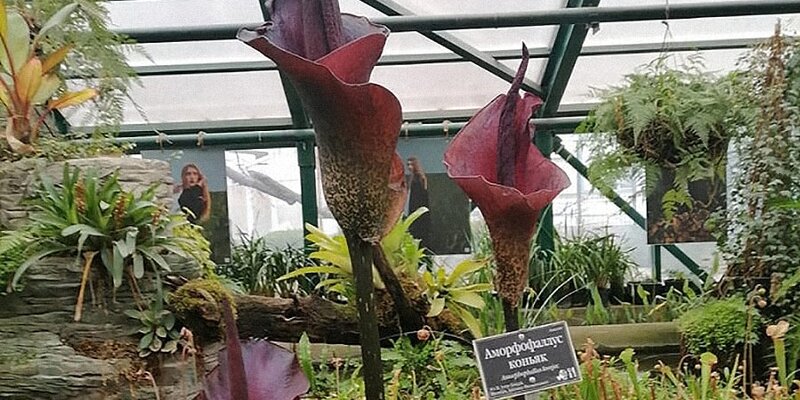 Лекарственные растения названия. Ботанические иллюстрации растений. Как называется ботаника. Лечебные растения. Лекарственные растения плакат.