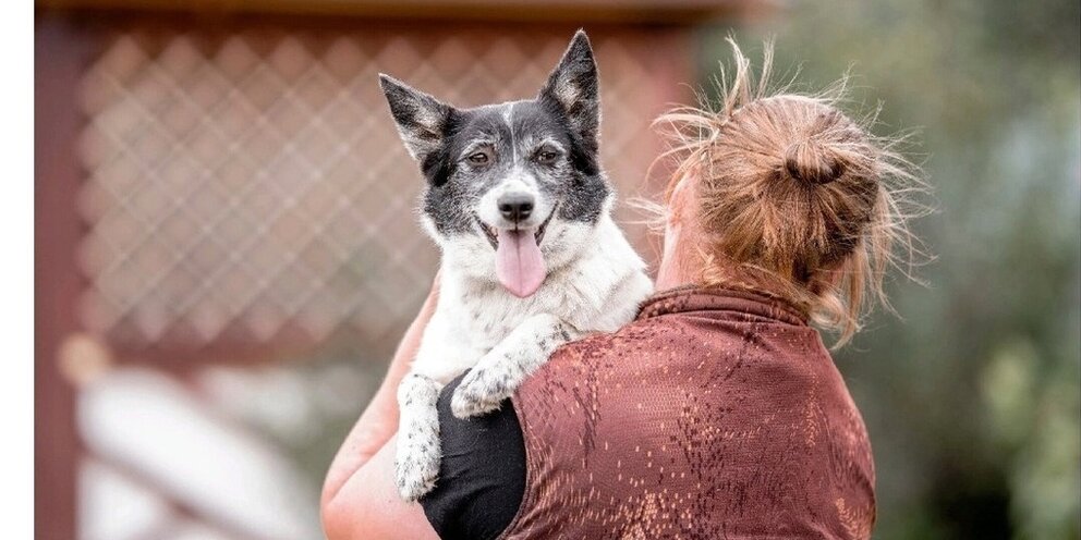 Работа помогать животным. Волонтерство бездомные животные. Волонтеры животных. Собаки из приюта. Волонтеры в приюте для животных.