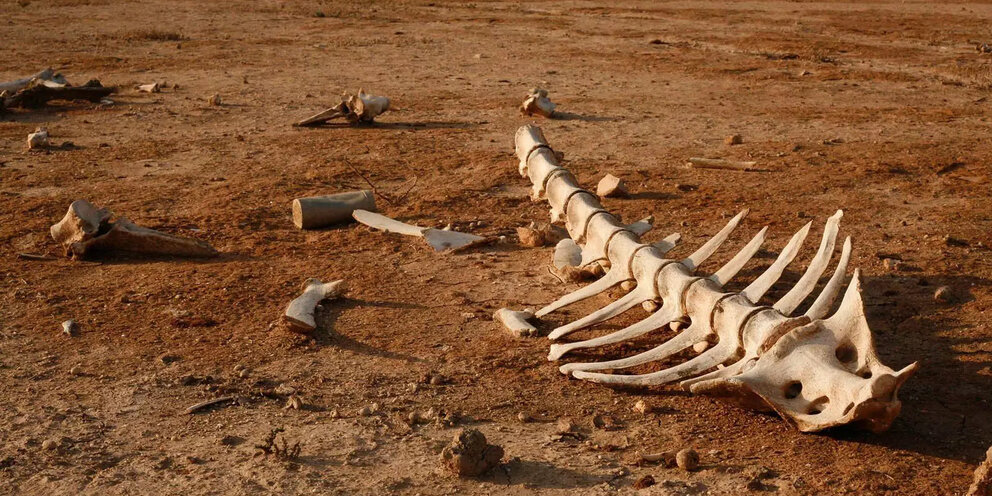 Планета динозавров тираннозавр. Начинаем вымирать. Динозавры украины. Меловое – палеогеновое вымирание. Великое пермское вымирание.