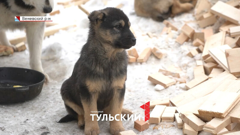 Щенок начал