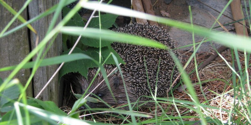 Ёжик с цифрами. Задачи в стихах с рисунками. Ежик под кустом рисунок поэтапно. Задачи с ежиком. Ёжик ёж и ежиха.