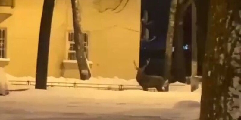 Кабанов деревня. Деревенский кабан. Кабаны в огороде. Кабан зимой. Кабанов деревня.