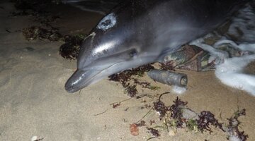 рыба морской ерш (скорпена). луфарь черноморский ~ 500г. барабуля семейство. рыба на берегах черного моря. карагёз рыба черноморская.