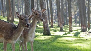 северный олень зимой. лесной олень. северный олень вишерский заповедник. дикий северный олень карибу. оленей сегодня.