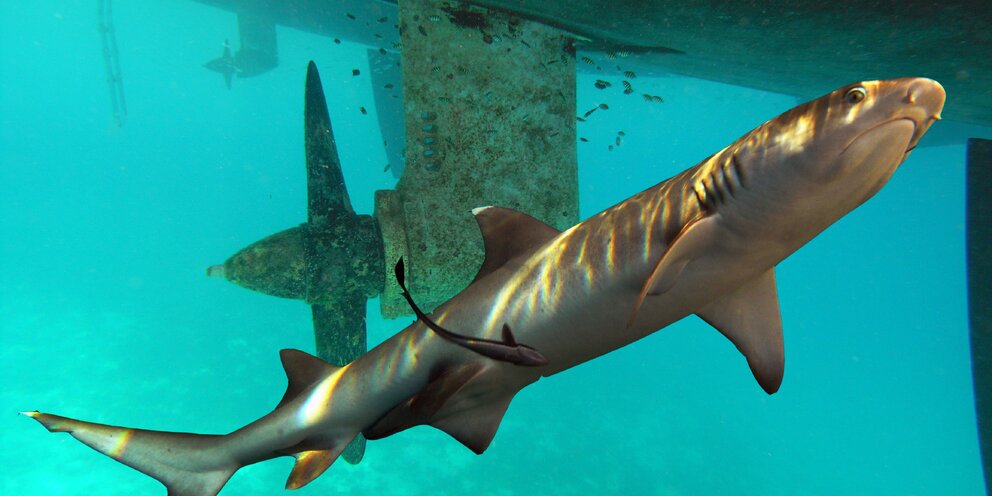 игрушечные рыбы на пульте управления. ремора рыба прилипала. игрушка акула заводная для купания. игрушка для ванны акула 9915a. плавающие игрушки рыбки.