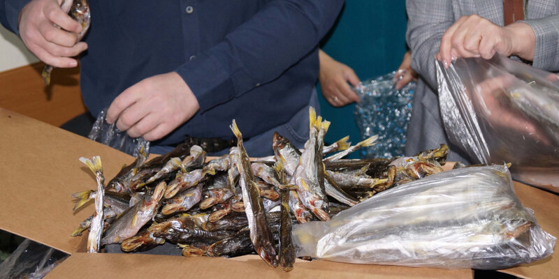 Минусинский рыбозавод морис. Рыбные организации. Усть камчатский рыбозавод. Итуруп рыбозавод. Камчатка рыба перерабатывающие заводы.