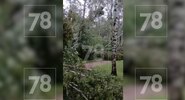 Ураган в&nbsp;Павловском парке повалил более 200 вековых деревьев|