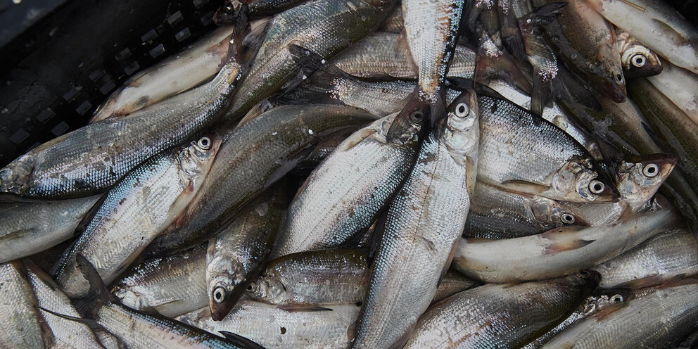 артефактор фэнтези арт. торгаш фото. торговец старьевщик 6. дварф трактирщик. торговец старьевщик 6.