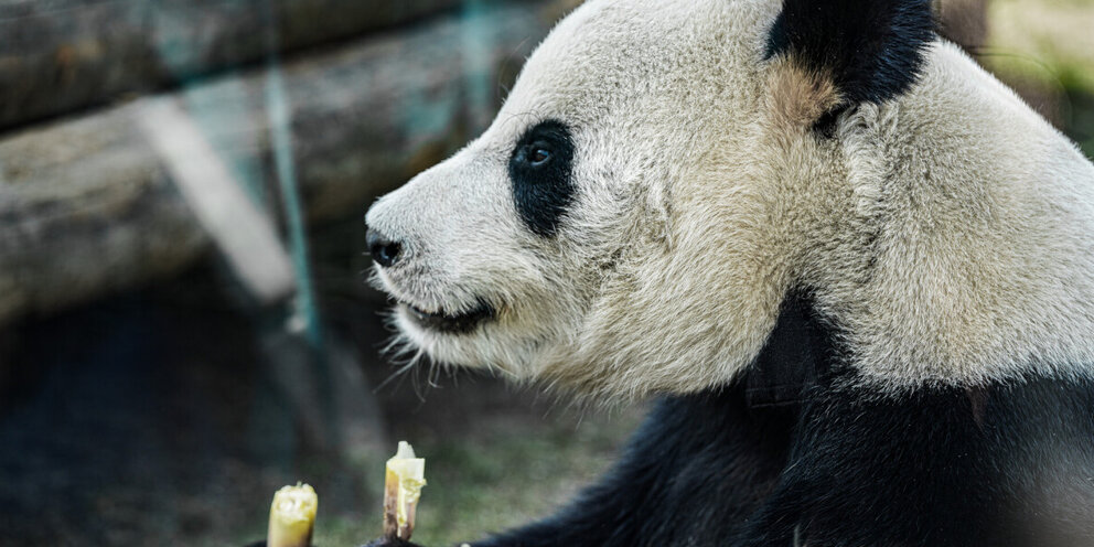 Большая панда катюша. Панда Катюша Московский зоопарк. Медведь Панда. Панда в Америке. Панда в Московском зоопарке.