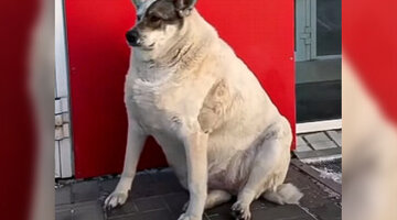 Постоянные животные. Постоянные животные. Картинки коза с козлятами для детского сада. Кенгуру квокка. Deer and grey.