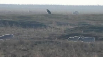 ренесми белла и джейкоб. запечатлен волком. сумерки сага рассвет часть 2 джейкоб и ренесми. сумерки оборотень джейкоб. запечатлен волком.