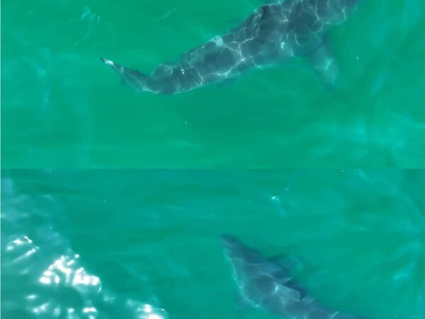 водительское удостоверение. которые выдаются на большую. которые выдаются на большую. паспорт сша. водительское удостоверение старого образца.