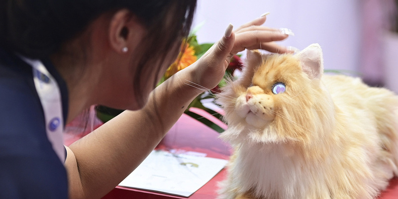 Cats and dogs from the future: AI pets have become popular in China.