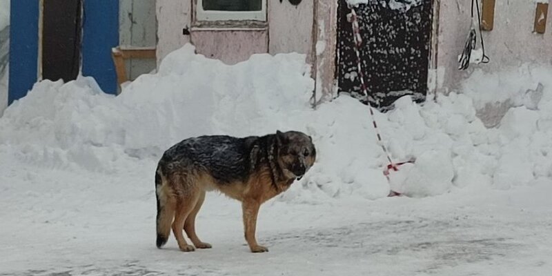 сахалин собаки. сахалинский хаски и сибирский хаски. сахалинский хаски породы собак. аляскинский хаски,хаски сибирский , сахалинская хаски. сахалинская хаски порода.