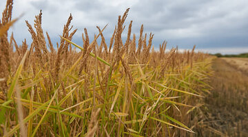 росимущество аренда земельного участка. порядок предоставления земельных участков. обращение в росимущество. росимущество аренда земельного участка. письмо в росимущество.