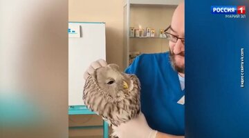 номера телефонов ветклиника. добрый доктор во владимире ветеринарная клиника. ветеринарная аптека реклама. номер телефона ветеринарного врача. частная ветеринарная клиника.