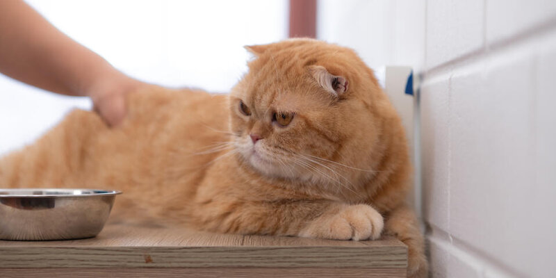 кот киберпанк. выставка кошек теодор. кошки 2022 года. New year 2022 cat. кошки 2022 года.