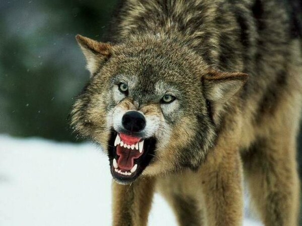 песни матерый волк. текст песни матерый волк. матёрый волк текст. песни матерый волк. стих волк и волчонок.