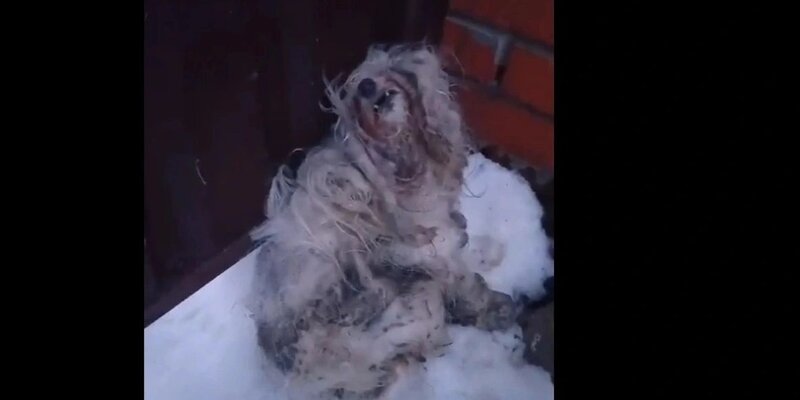 Собака спасает человека из воды. Собака водолаз спасатель. Мчс россии спасение животных. Спасем животных. Мчс россии спасение животных на воде.