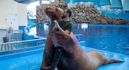 Морж Миша из&nbsp;Приморского океанариума снялся в&nbsp;пародии на&nbsp;фильм &laquo;Вершина&raquo;|