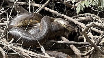 Гигантопитек йети. Журнал гигант сканворд. Гигантский кроссворд. Самый большой ишак в мире. Секвойя 115 метров.