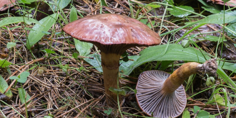 Пластинчатый родственник маслёнка - МОКРУХА ЕЛОВАЯ - Gomphidius glutinosus. - Yo