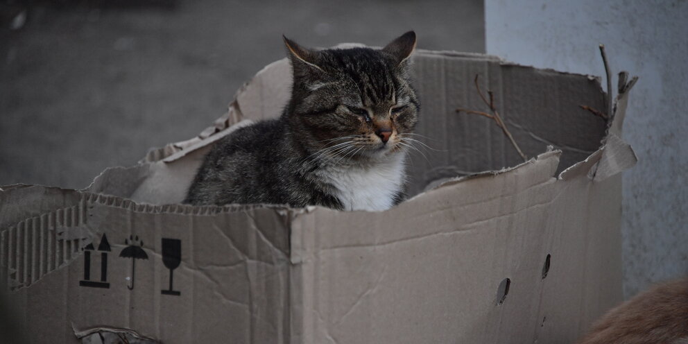 кошку выбросили из окна. бортпроводница выкинула кота. погибшая бортпроводница. стюардесса спасает. бортпроводница выкинула кота.