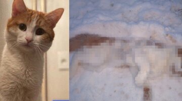Лет и едет в город