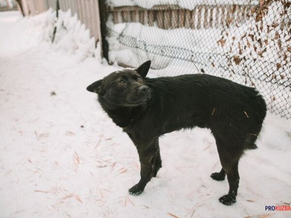 нападение бродячих собак. в оренбурге стая бездомных собак напала на ребенка. нападение бездомных собак на людей. нападение бездомных собак на людей. бездомные животные нападают на людей.