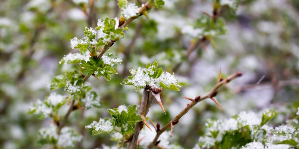 Ой цветет калина ноты для фортепиано. Ноты народных песен. Учкудук ноты для баяна. Снится мне деревня ноты для баяна. Текст песни сорок.