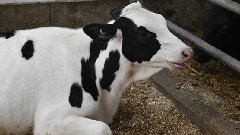Кого родил зевс из головы. Древнегреческий миф рождение афины. Зевс и рождение афины. Миф о рождении афины. Рождение афины греческая мифология.