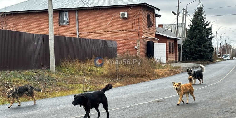 Когда заканчивается карантин у щенка. Карантин у щенков. Собака в ветклинике. Вакцинация собак. Собака в ветклинике.