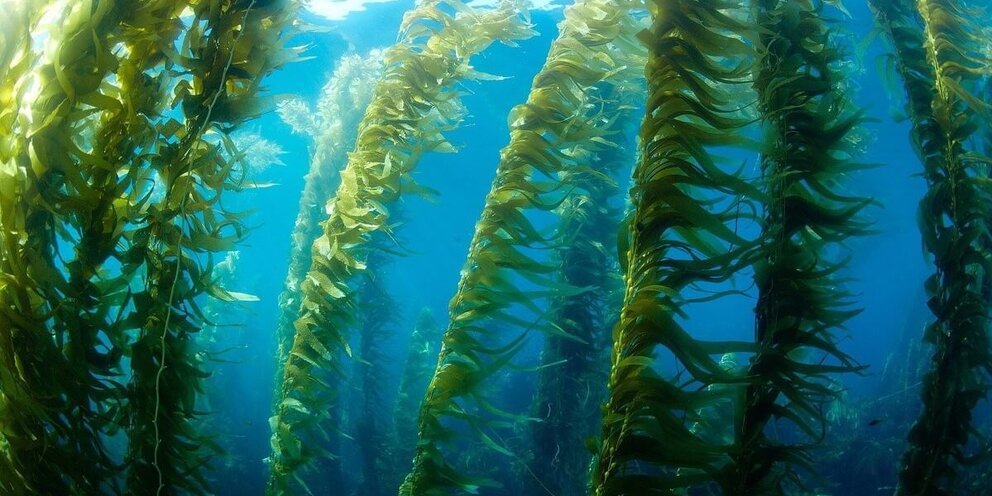 Почему водоросли растут в воде. Морская водоросль волнистая.