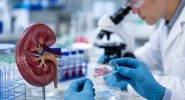 PNAS: снижение уровня одного белка играет главную роль в&nbsp;старении мозга|