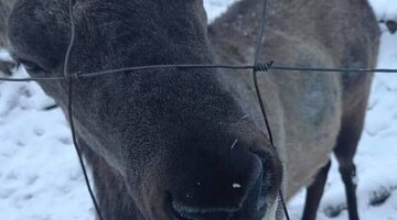кобяков окц благовещенск. кобяков окц благовещенск. форсаж окц благовещенск. агутин 2005. кобяков окц благовещенск.