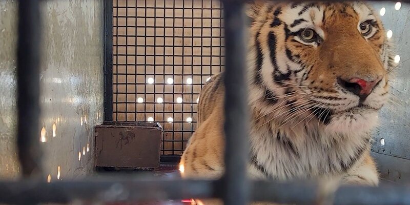 презентация про амурского тигра. тигр занесен в красную книгу. доклад про амурского тигра. красная книга россии амурский тигр. уссурийский тигр презентация.