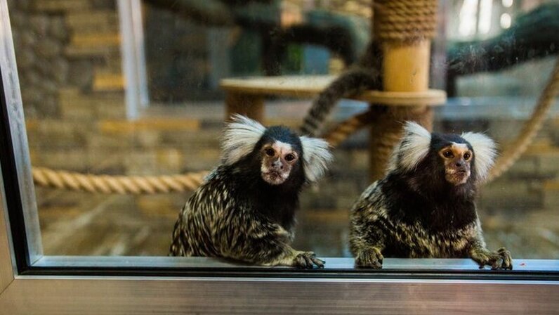 Рассказы о животных. Забота о братьях наших меньших. Куприн завирайка иллюстрации. Рассказ собака друг человека. Беседа братья наши меньшие.