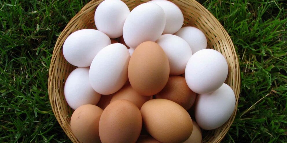 К чему снятся куру и яйца. Диетические яйца. Фальшивые яйца Китай. Какие яйца полезнее темные или белые.