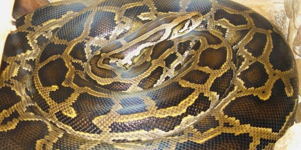 Гигантский питон 2021. Питон драгон гигантский. Тигровый питон грин. Змеи самарской области. Эверглейдс флорида питоны.
