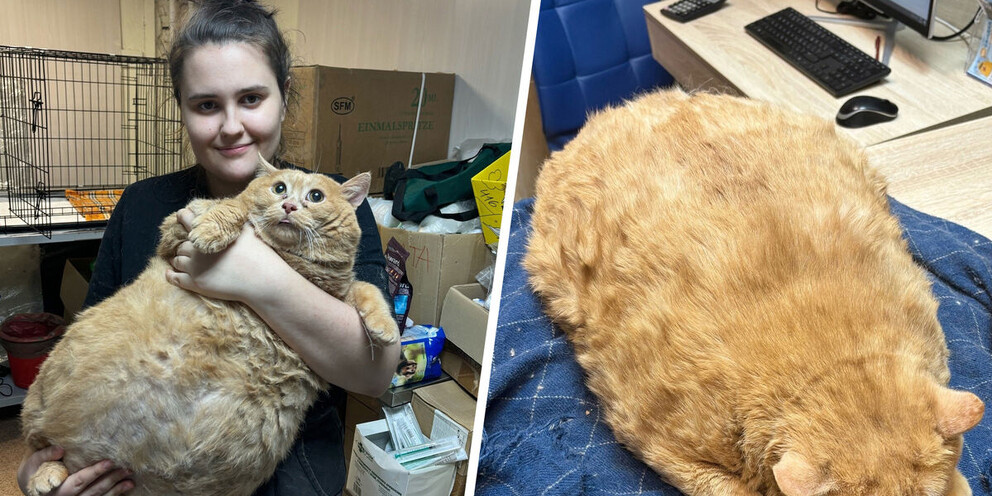 Коты на которых. Коты на которых