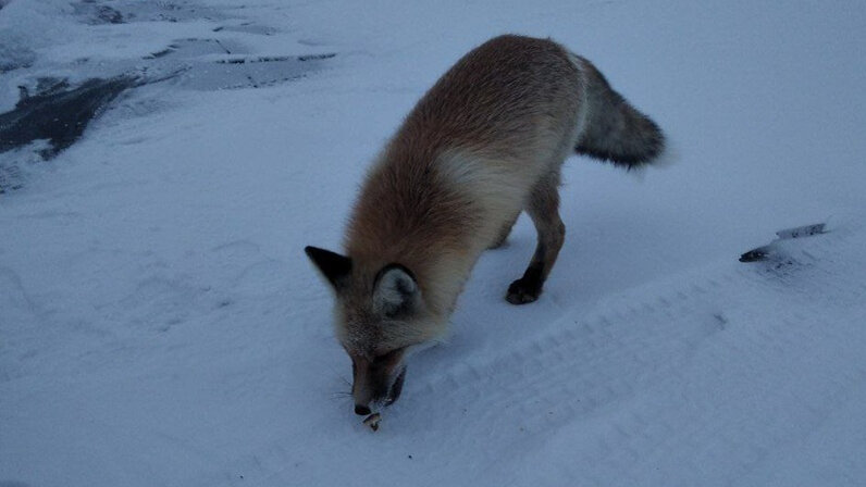 хитрый как лис pdf. хитрая лиса. хитрый как лис pdf. лиса лисовна художник. хитрый лис и умная.
