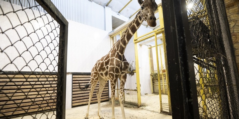 Длинный жираф. Жираф. Почему жирафы не стали. Нубийский жираф. Почему жирафы не стали.