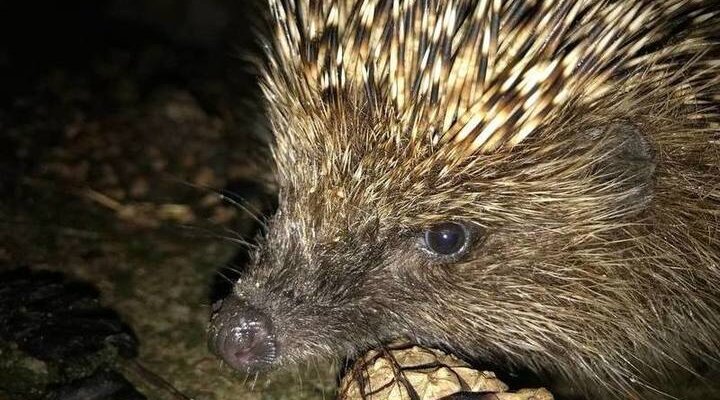 Блинский ёж. Обыкновенный ёж. Ежик начало. Ежик начало. Ежик начало.