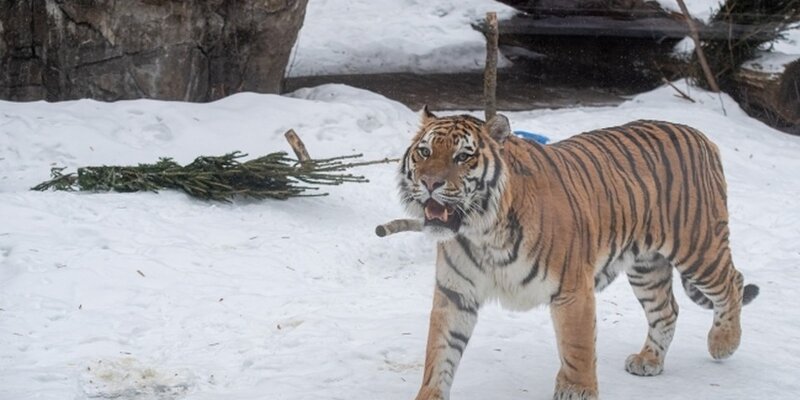 популяция амурских тигров. прайд тигров. тигр алиса тигр. амурский тигр охотится. популяция амурских тигров.