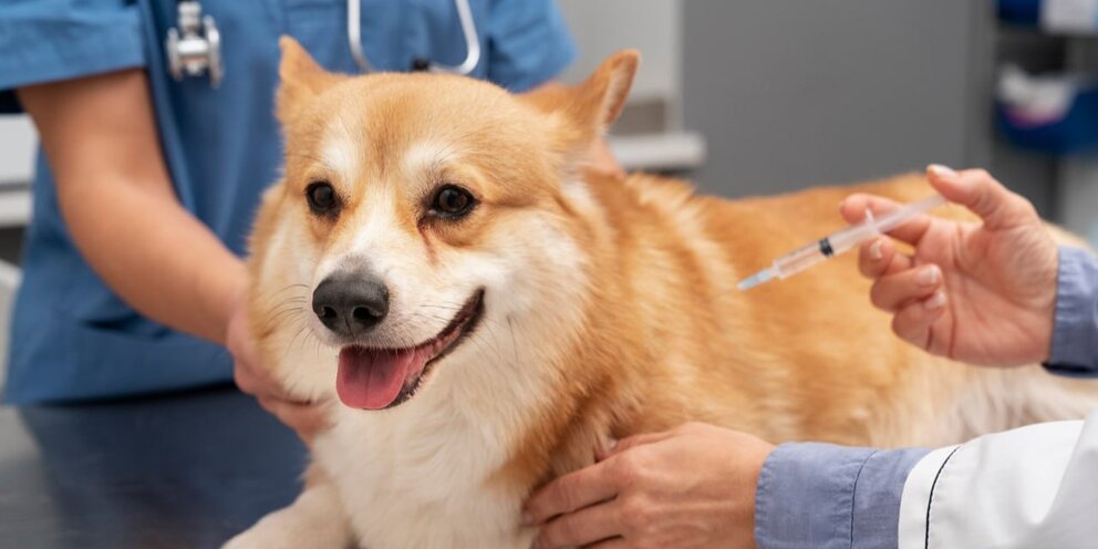 Прививка для хаски. Прививка для хаски. Вакцинация ветеринария. Прививка для хаски. Ветврач в голубом халате с собакой хаски.