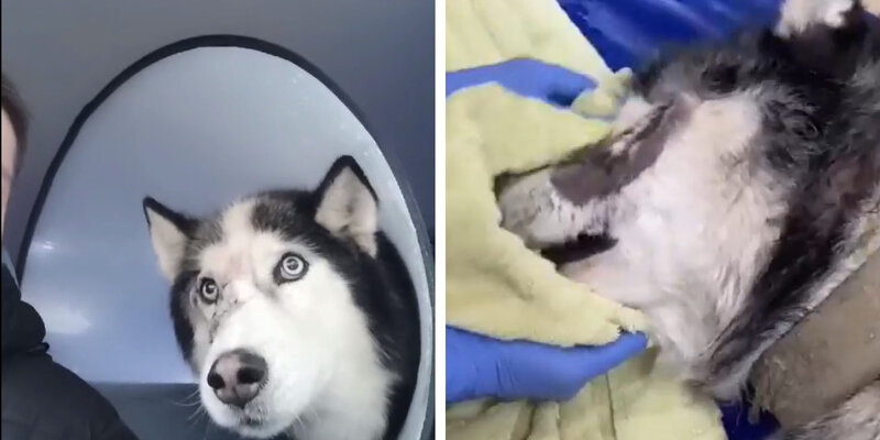 Волонтеры в приюте для животных. Волонтеры по собакам. Волонтеры с собаками. Волонтерство в приюте для животных. Волонтеры с животными.