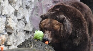 медведь нападает на вахтовиков