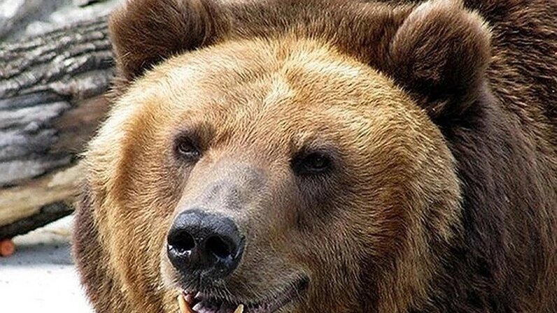 смесь волка и медведя. собака привела медведей. собака белый медведь. собака привела медведей. стая животных.